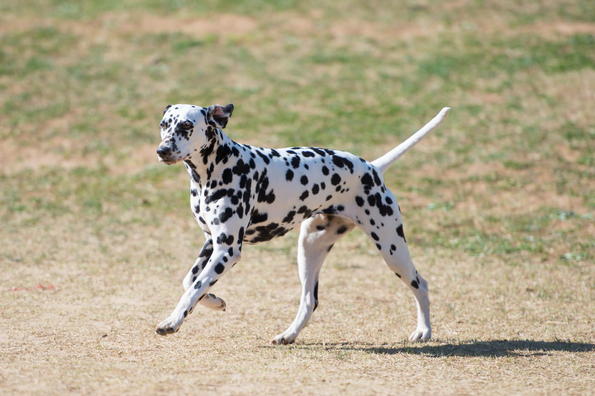 ダルメシアンはどんな犬種？まず知っておきたい基礎知識